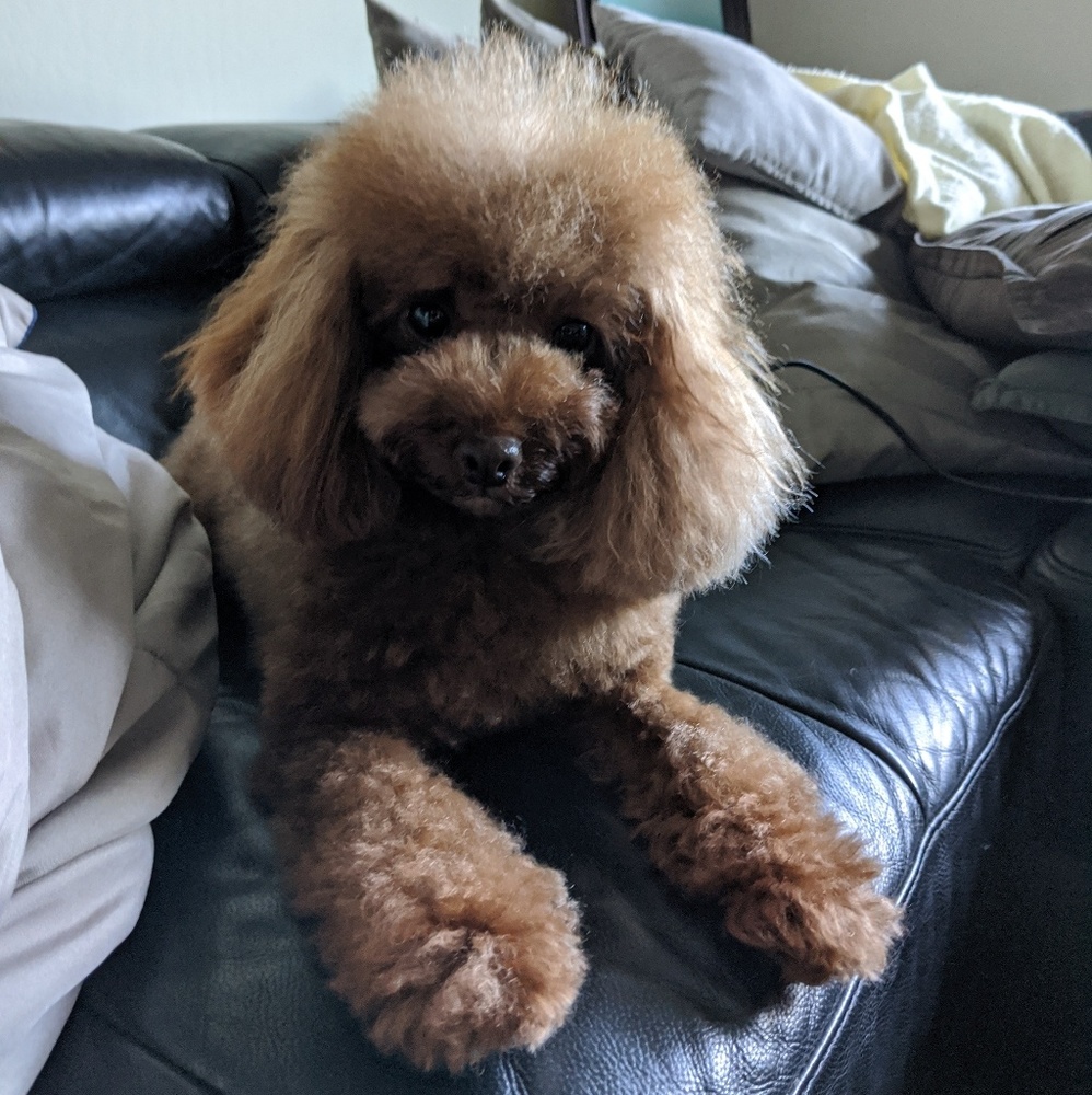 Meet your Posher, Rere